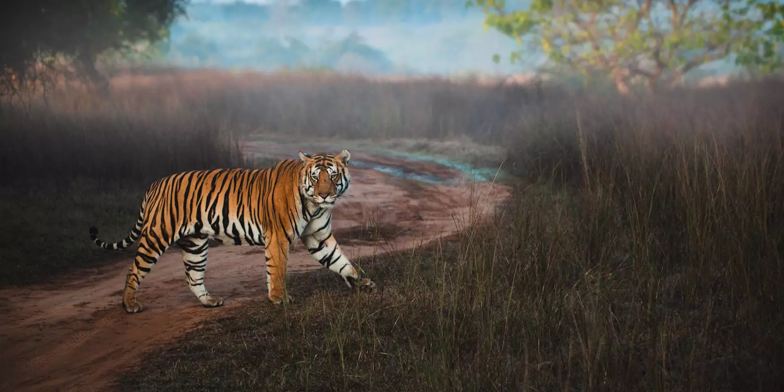 Tiger Tours