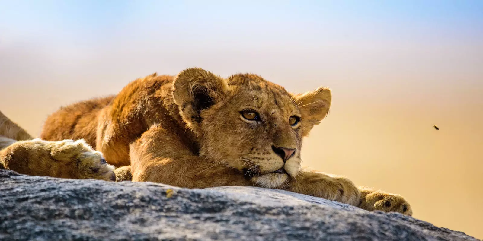 Big Five Tours