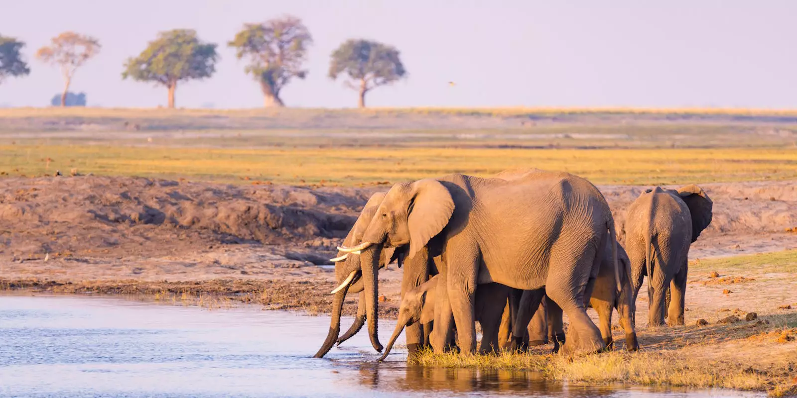 Elephant Tours