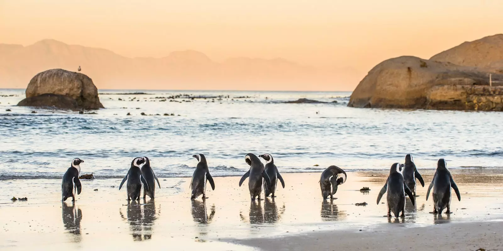Penguin Tours