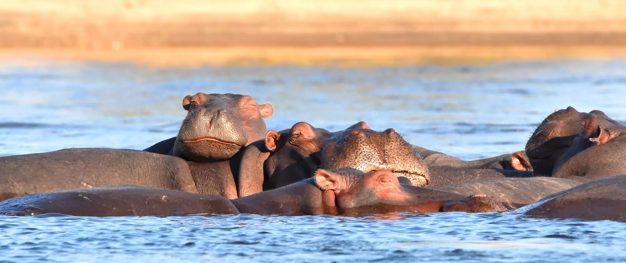 Hippos & Crocodiles