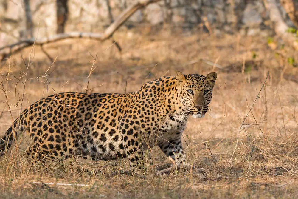 Leopards, India