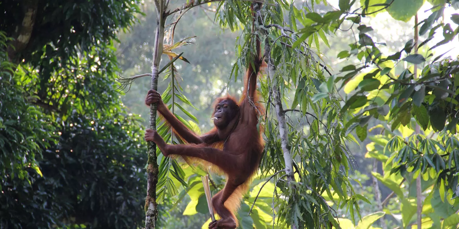 Asia Wildlife Tours