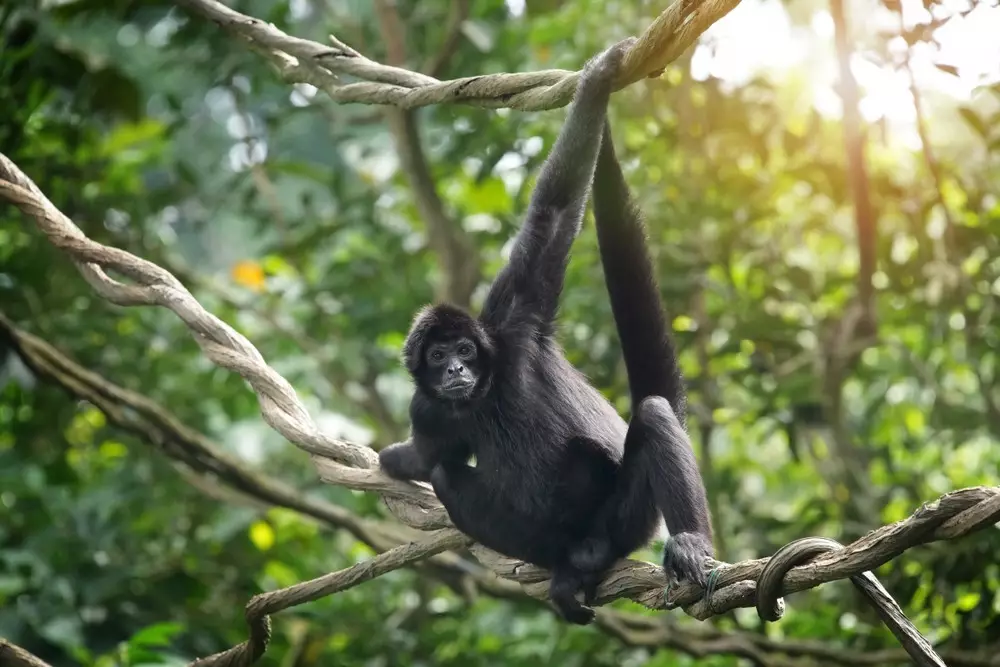 Monkeys, Costa Rica