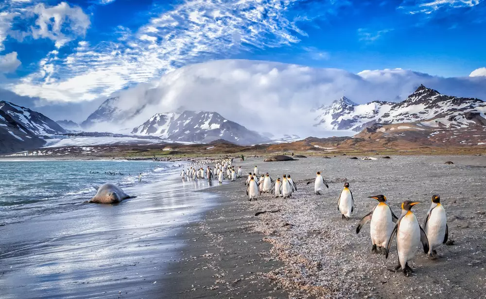Penguins, Antarctica