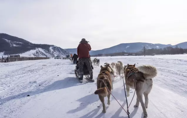 Day 3: Terelj Dog Sledding