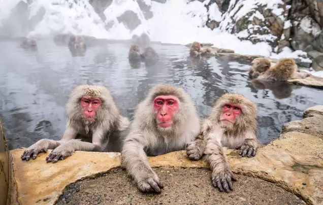 Day 19: Snow Monkeys - Kyoto