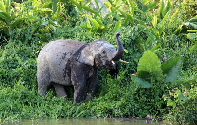 Day 6 Elephant Sanctuary