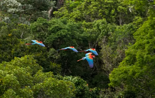 Day 3: Enter the Amazon