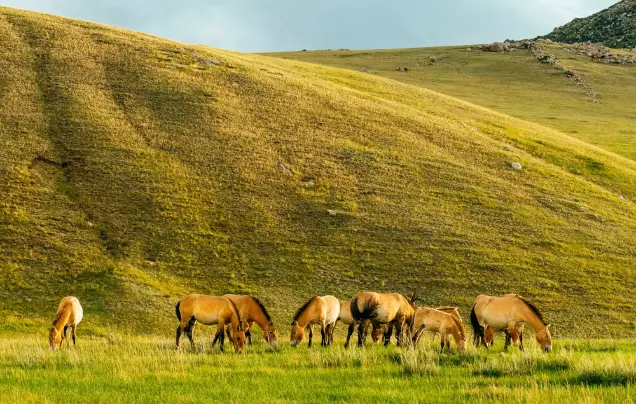 Day 12: Khustai National Park