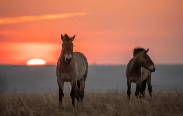 Day 18: Wild horses of Khustai