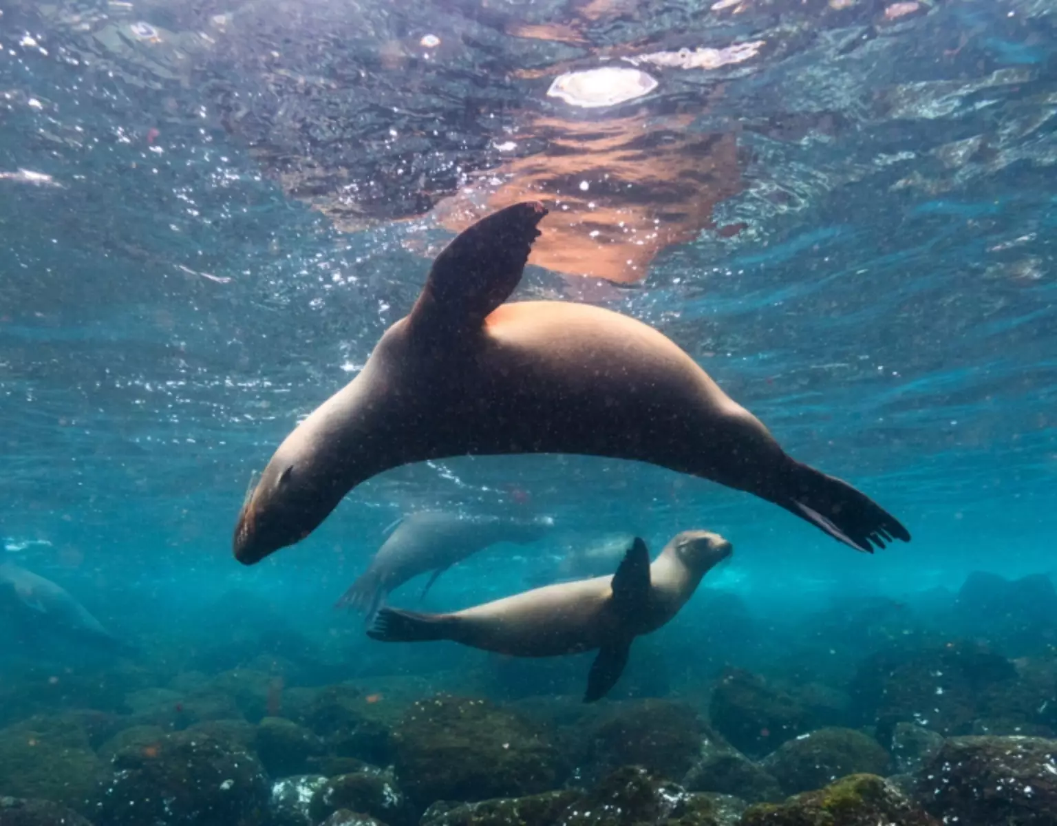 Natural Wonders of Ecuador & Galapagos