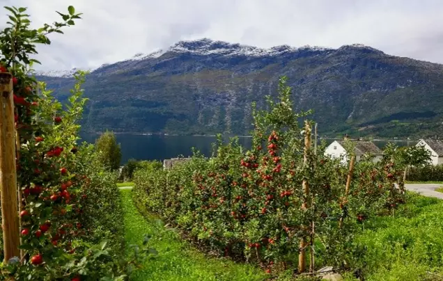 Day 20  Odda & Apple Farm