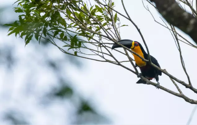 Day 10: Tijuca Rainforest