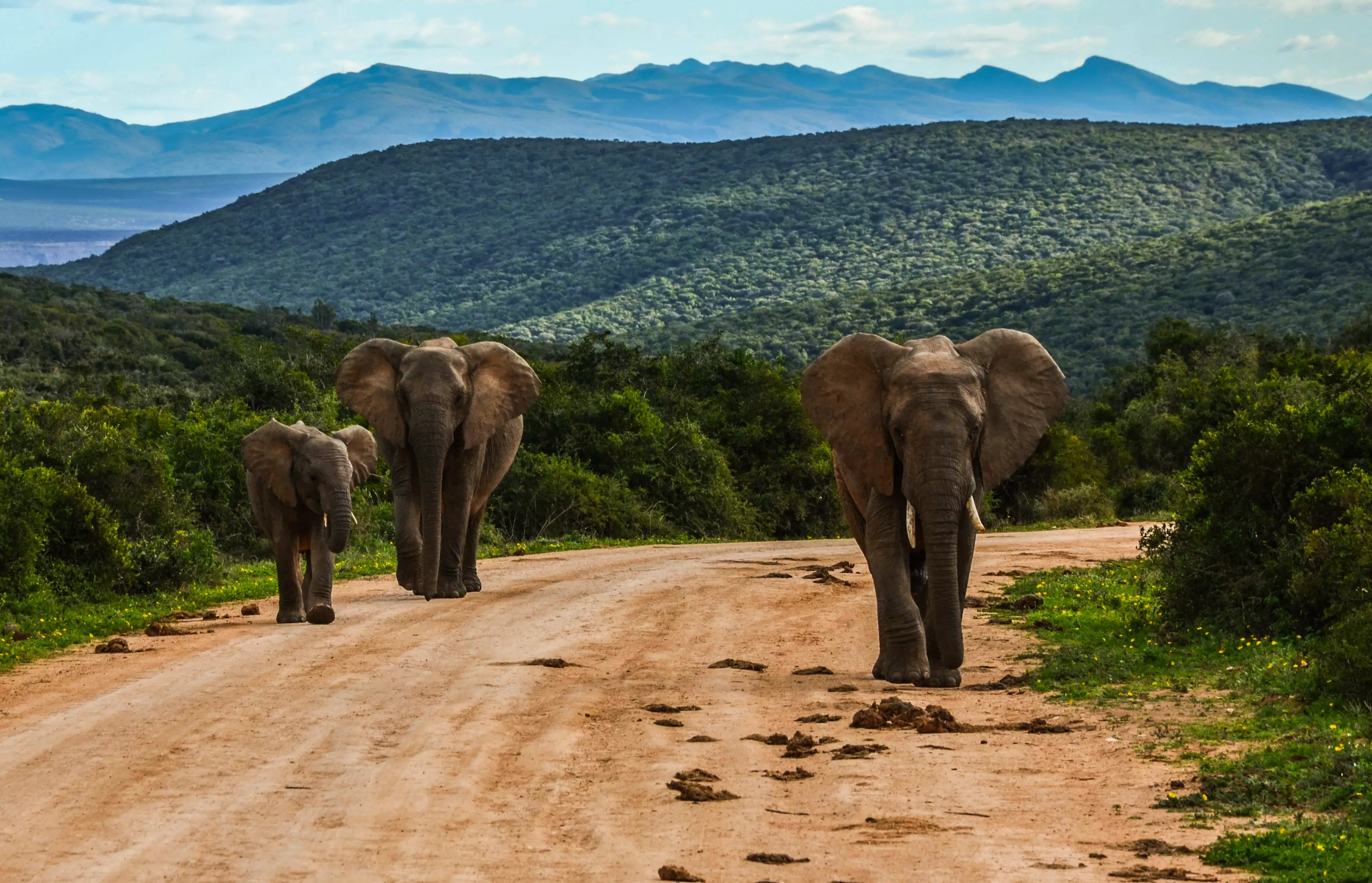 Day 6: Addo Region