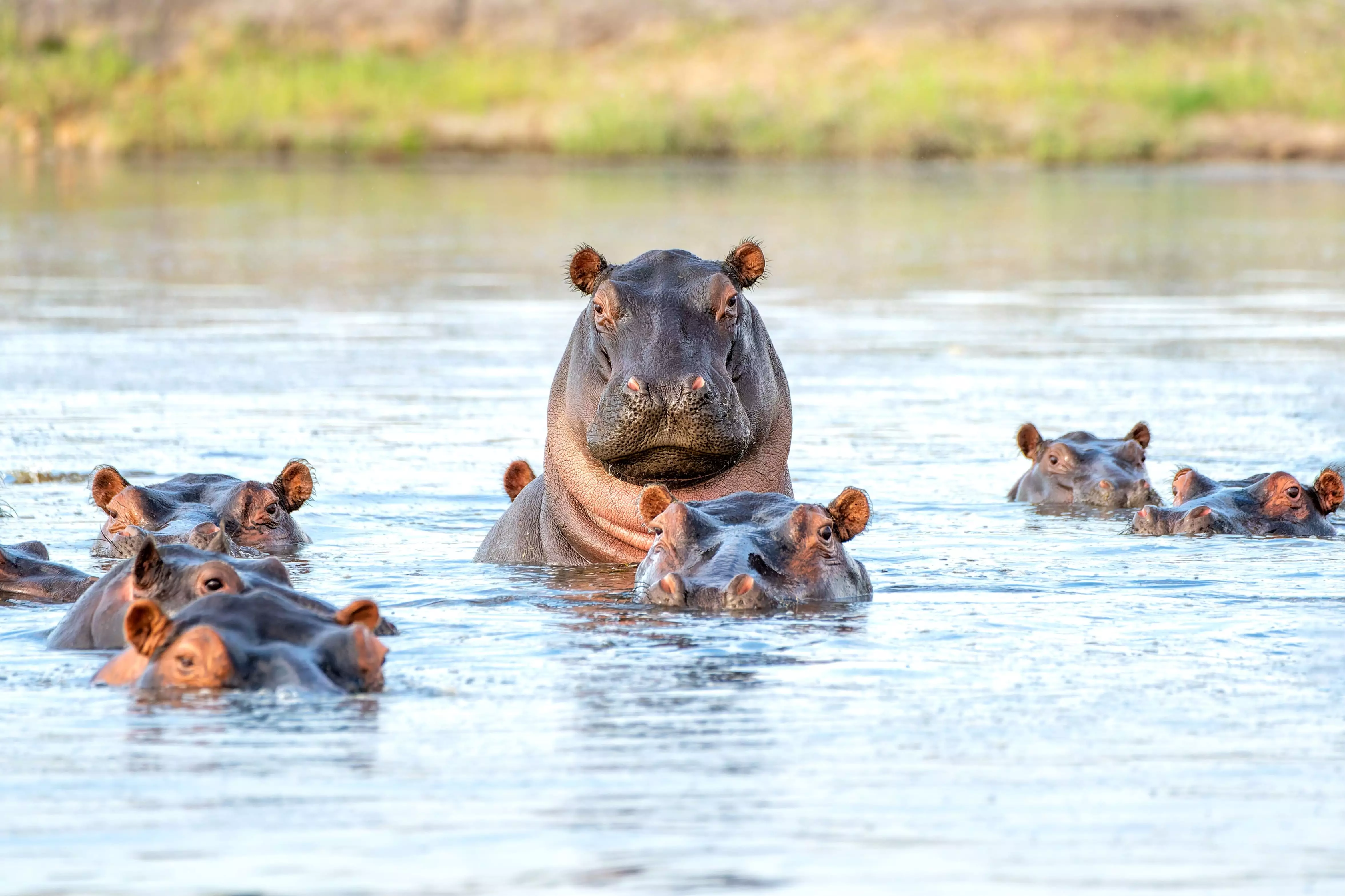 Day 5: Victoria Falls - Chobe National Park (Kasane)