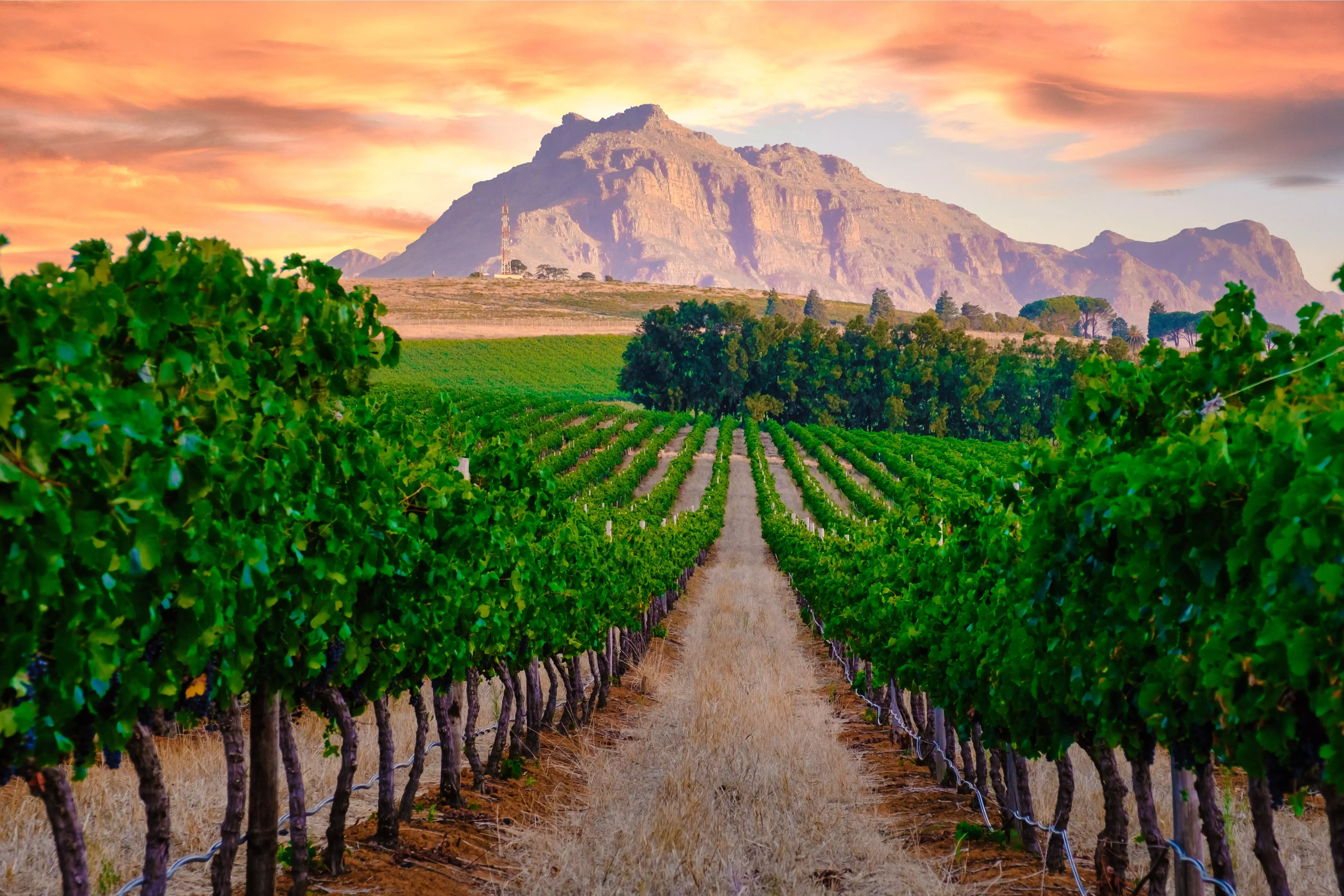 Day 1: Travel to Franschhoek