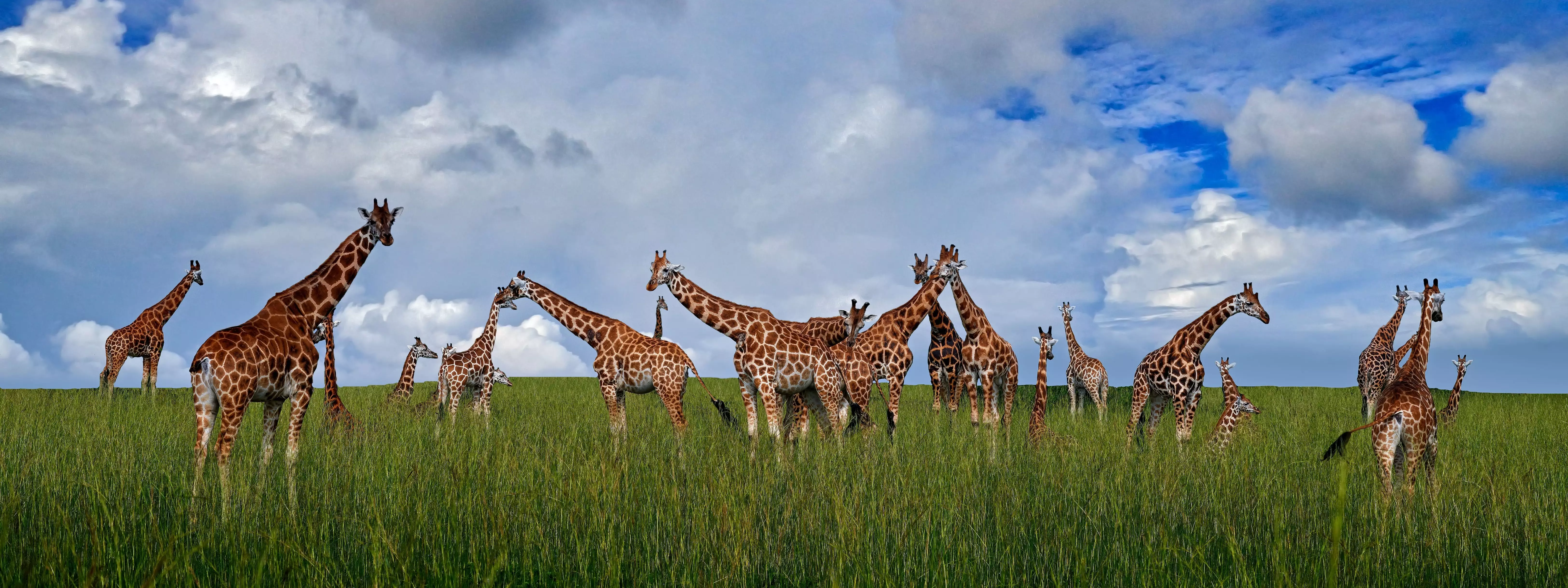 Kruger National Park Safari