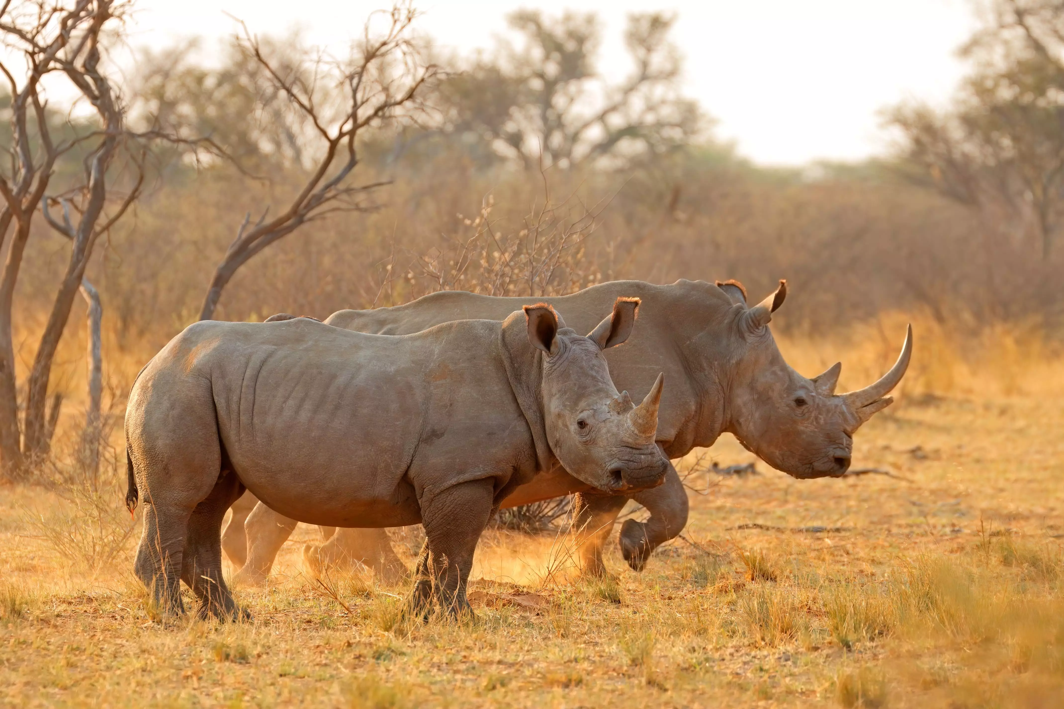 Day 4: Madikwe Game Reserve - Johannesburg