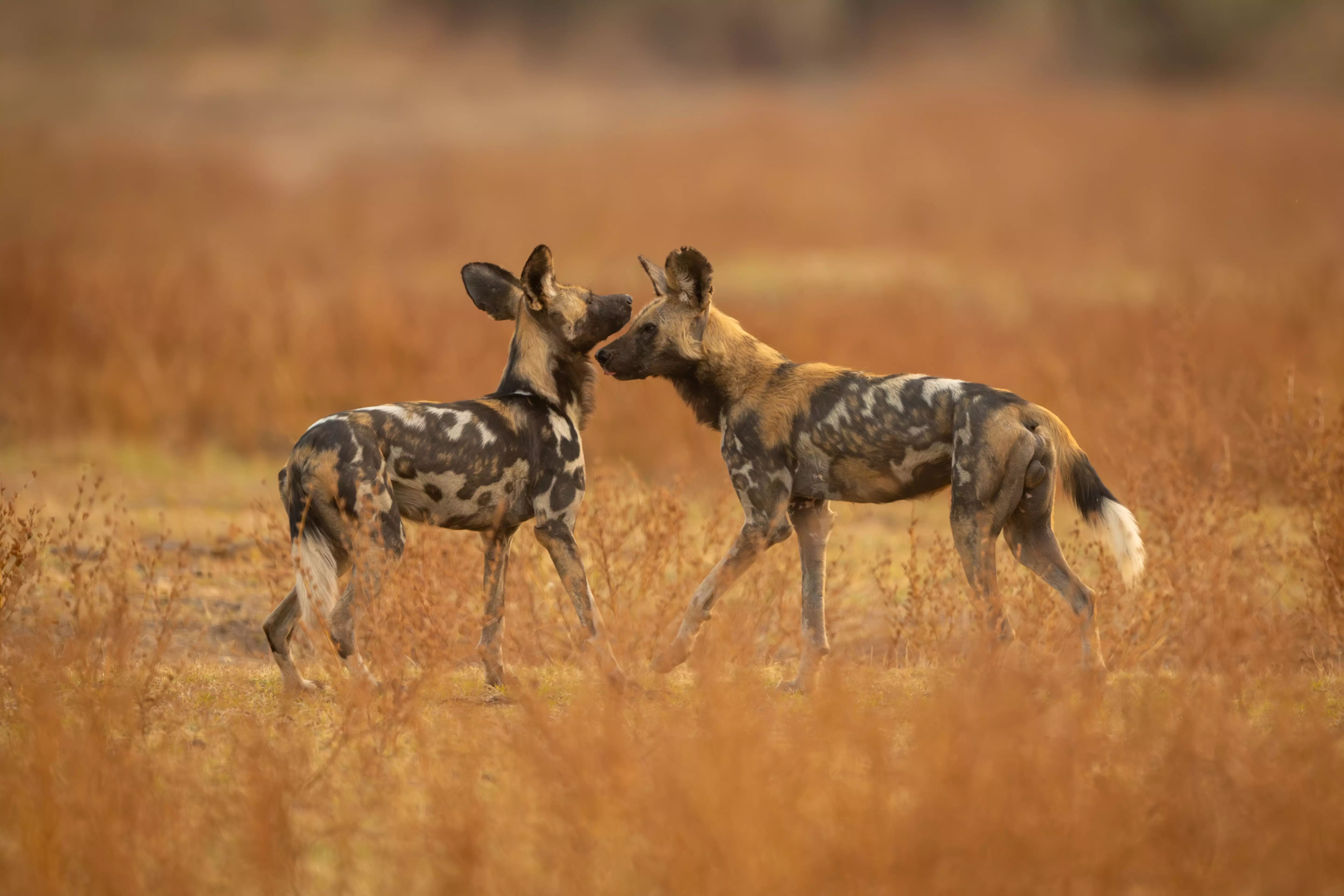 Madikwe Safari