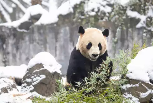 Christmas in China 2025