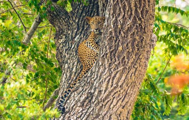 Day 11: Yala National Park