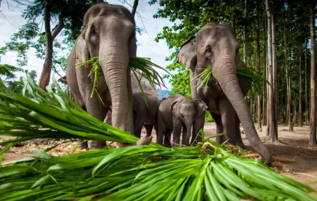 DAY 5 ELEPHANT CENTRE & CYCLO TOUR