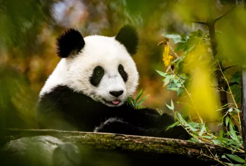 Pandas & Yangtze Cruise
