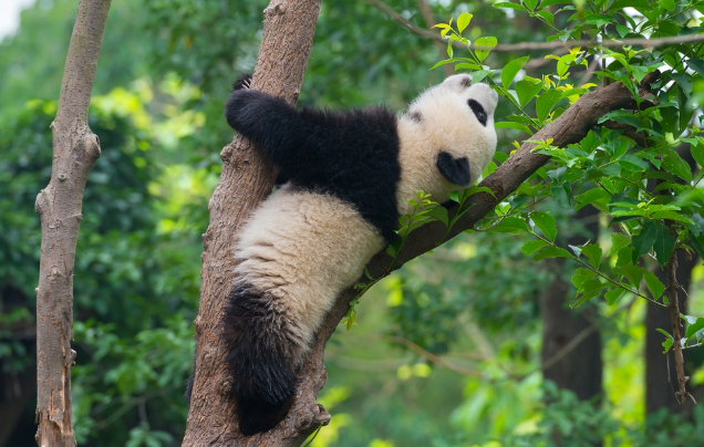 Day 16: Chengdu Panda Reserve