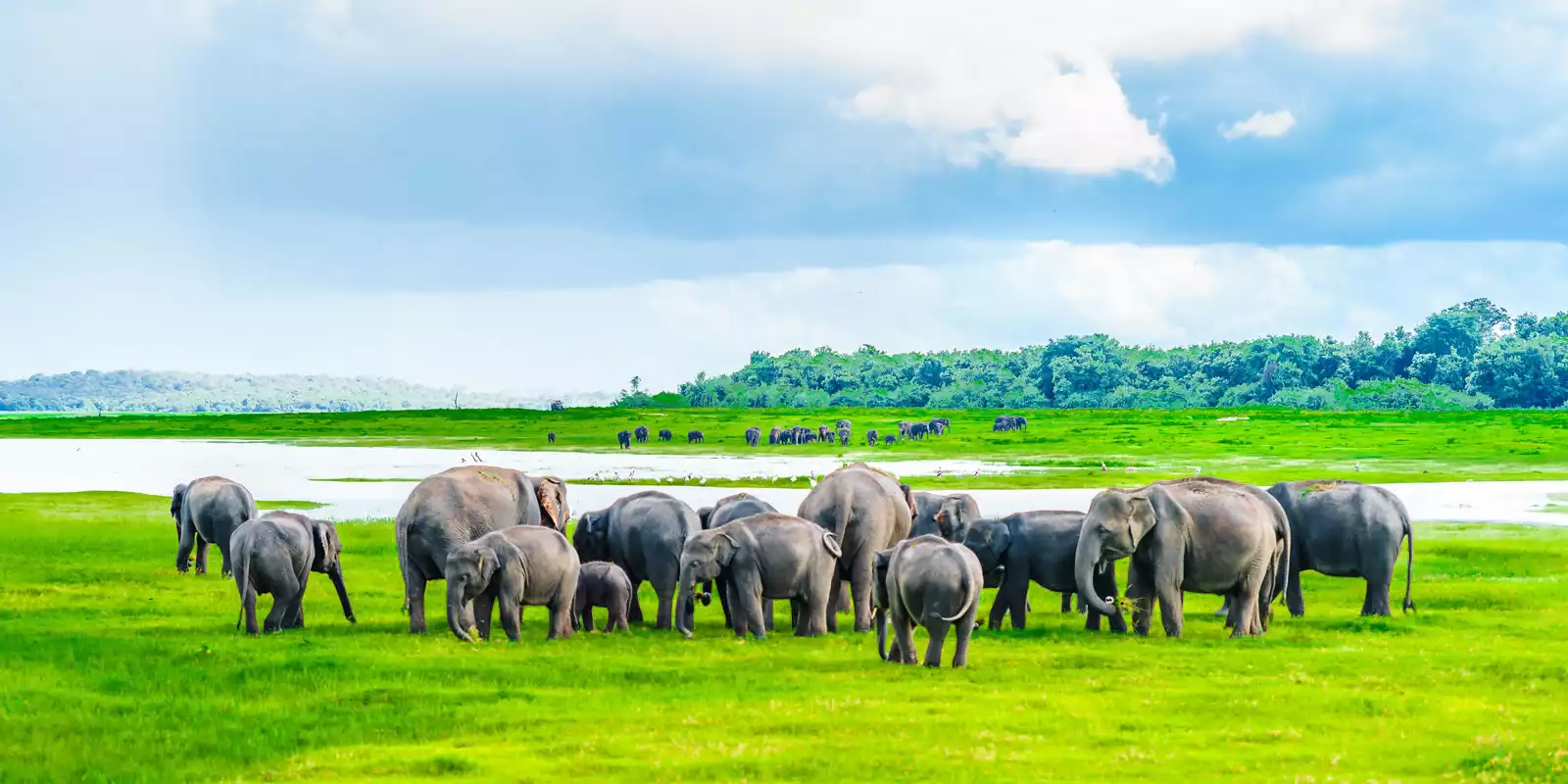 Elephant Orphanage