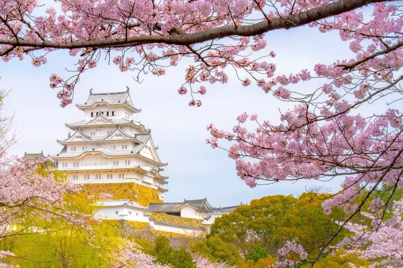 Japan Cherry Blossom Sale 