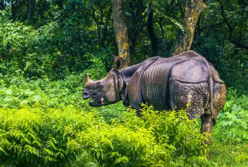 Chitwan National Park