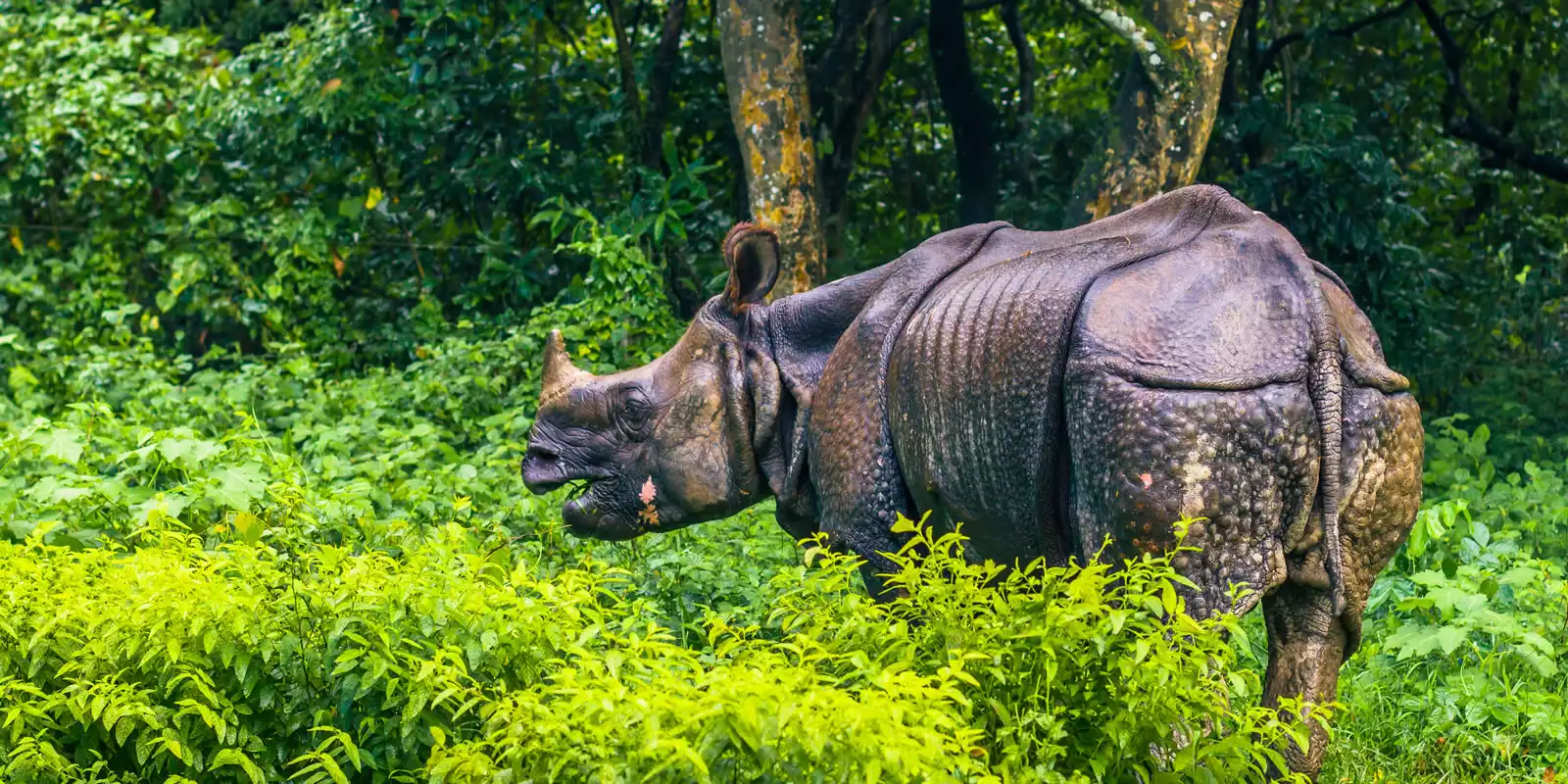 Chitwan National Park